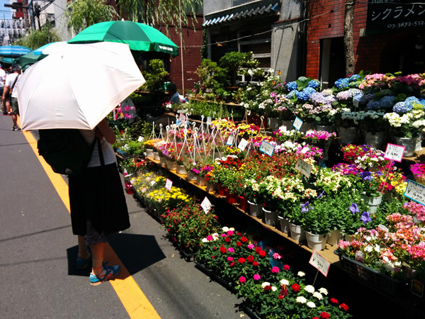 お富士さんの植木市 と並木藪蕎麦 日記 ありの木